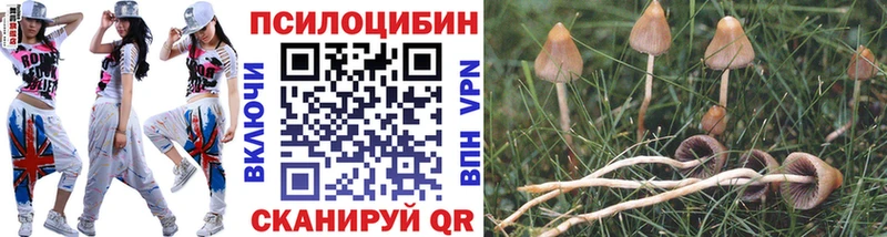 где найти наркотики  Краснодар  Псилоцибиновые грибы Psilocybe 